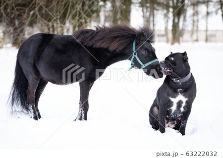 Black pony with dog walks outdoor at winter 63222032