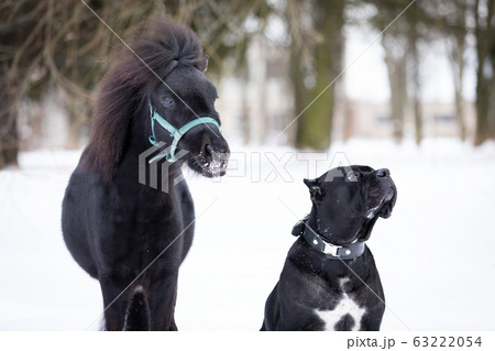 Black pony with dog walks outdoor at winter 63222054