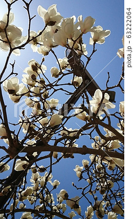 ３月の白木蓮 63222064