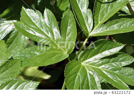 明日葉の写真素材