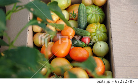 Freshly harvested tomatoes and cucumbers in a box in greenhouse. Top of view Freshly harvested tomatoes and cucumbers in a box in greenhouse. Top of view 63222787