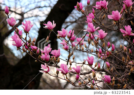 春の訪れを告げる千鳥ヶ淵のモクレン（5） 63223541