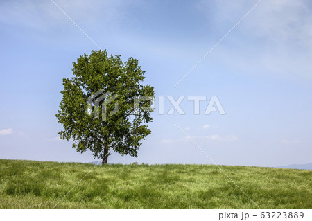 風景 空 木 63223889