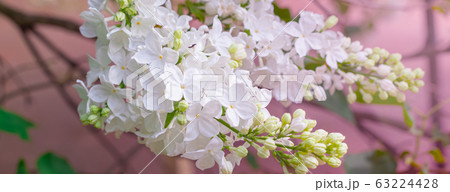 Fresh white lilac branches on the sunshine beam Fresh white lilac branches on the sunshine beam 63224428