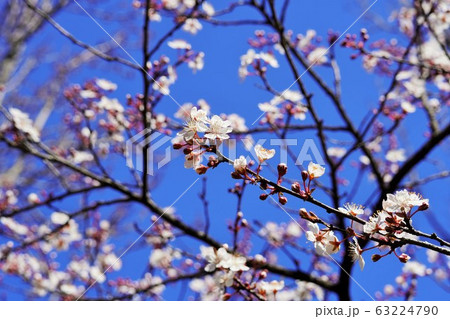 花モモ 花モモ 63224790