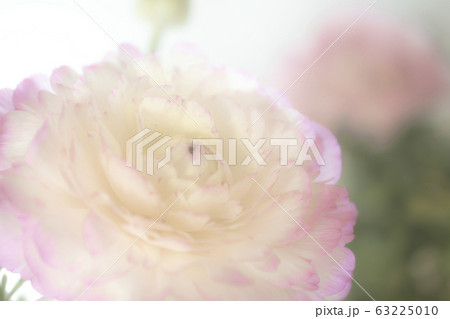 ラナンキュラス ラナンキュラス 63225010