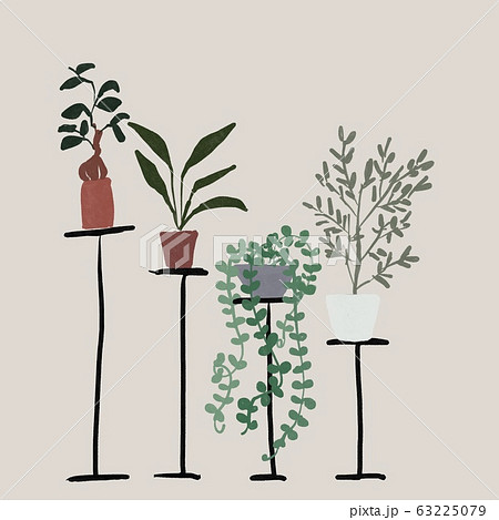 観葉植物（ガジュマル、ストレチアオーガスタ、ディスキアハートジュエリー、オリーブの木 63225079