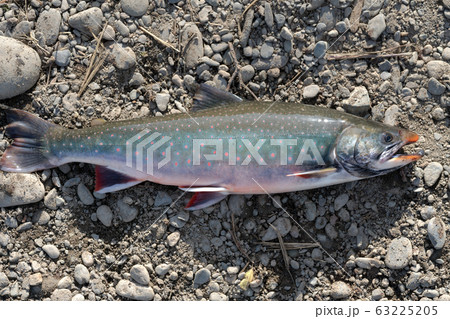 Wild Salvelinus - genus of salmonid fish often called char or charr with pink spots over darker body. Close-up view 63225205