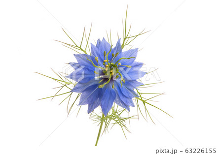 Nigella flower isolated 63226155