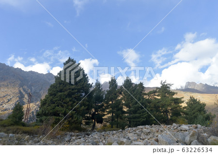 Pine Spruce trees woodland on mountain backdrop. Pine Spruce trees woodland on mountain backdrop. 63226534