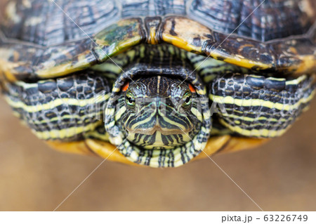 Red Eared Terrapin - Trachemys scripta elegans. Red Eared Terrapin - Trachemys scripta elegans. 63226749