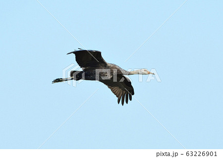 ツル、ナベヅル 63226901