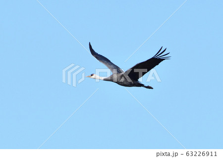 ツル、ナベヅル 63226911