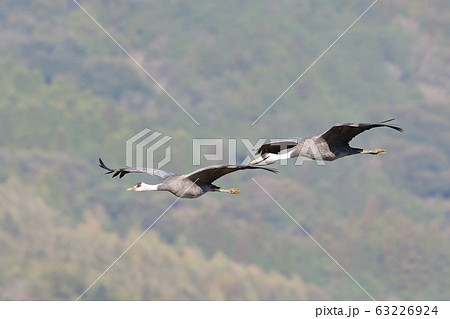 ツル、ナベヅル 63226924