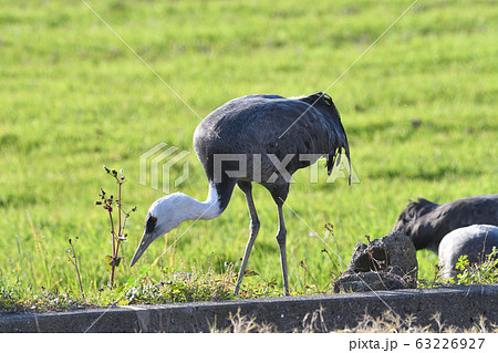 ツル、ナベヅル 63226927