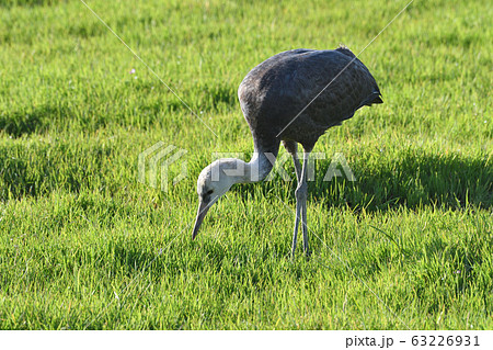 ツル、ナベヅル ツル、ナベヅル 63226931