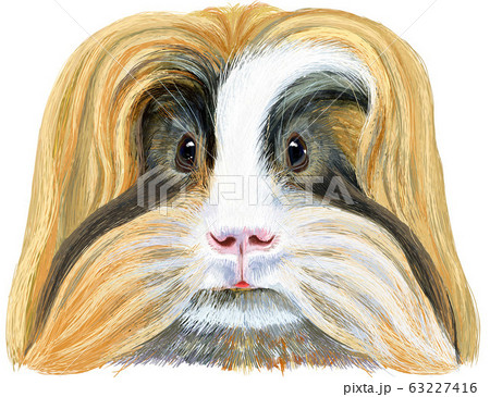 Watercolor portrait of Sheltie Guinea Pig on white Watercolor portrait of Sheltie Guinea Pig on white 63227416