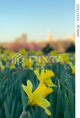 Yellow daffodils in city park in Raleigh, NC 63227625