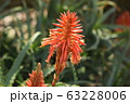 アロエの花 1 63228006