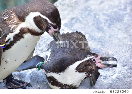ペンギン　とべ動物園 63228040