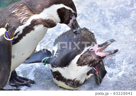 ペンギン とべ動物園 ペンギン とべ動物園 63228041
