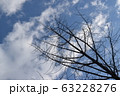空に伸びる枝  63228276
