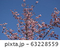 桜 1 63228559
