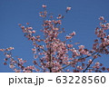 桜 2 63228560