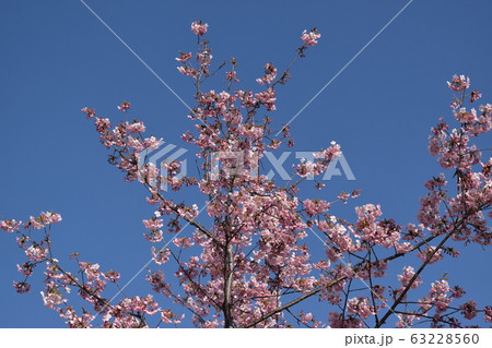 桜 2 63228560