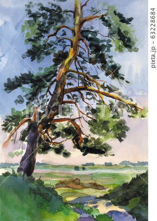 Pine on the hill 63228684