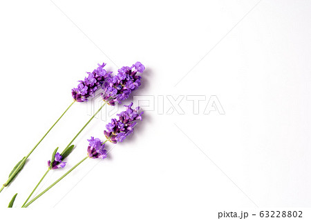close-ups of lavender flowers isolated on white close-ups of lavender flowers isolated on white 63228802