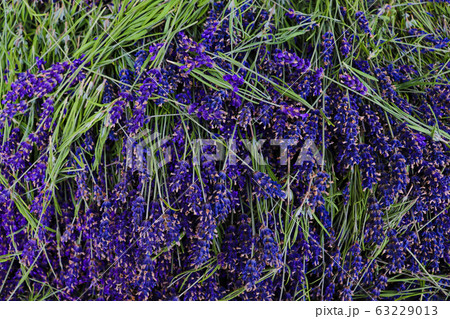 Lavender fields and macro flowers, typical Provence landscape in summer. 63229013