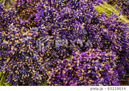 Lavender fields and macro flowers, typical Provence landscape in summer. 63229014