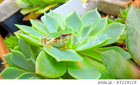 多肉植物とアマガエル 63229119