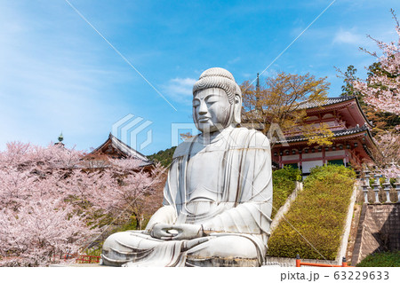 天竺渡来 大釈迦如来石像と桜 壷阪寺 天竺渡来 大釈迦如来石像と桜 壷阪寺 63229633