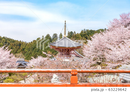 多宝塔と桜 奈良壷阪寺 多宝塔と桜 奈良壷阪寺 63229642