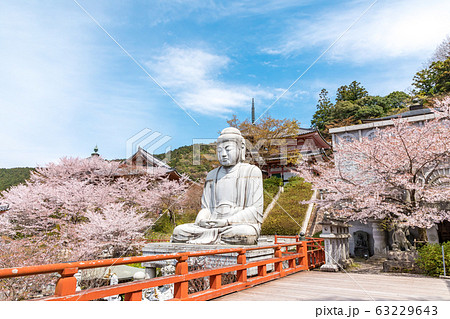 壷阪寺の桜 大釈迦如来石像  奈良県 63229643