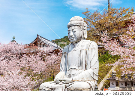 天竺渡来 大釈迦如来石像と桜　壷阪寺 63229659