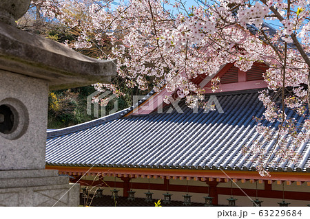 壷阪寺の桜 奈良県 63229684