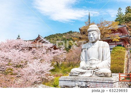 壷阪寺の桜 大釈迦如来石像 奈良県 壷阪寺の桜 大釈迦如来石像 奈良県 63229693