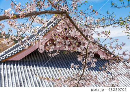 奈良壷阪寺の桜 奈良壷阪寺の桜 63229705