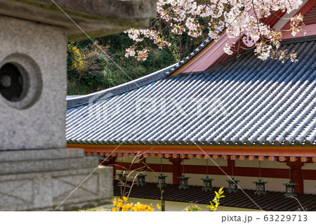 桜 奈良壷阪寺 63229713