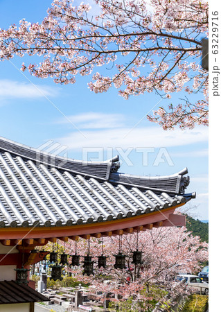 桜 奈良壷阪寺 桜 奈良壷阪寺 63229716