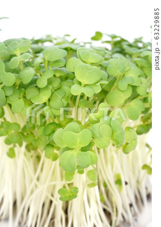 マスタードスプラウト 63229885