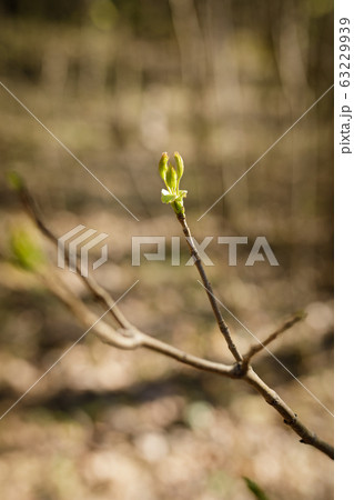 New leaves growing in twig New leaves growing in twig 63229939