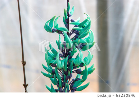 洋ラン・サボテン (2月 温室) 洋ラン・サボテン (2月 温室) 63230846