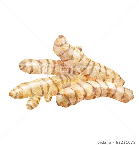 Watercolor roots of turmeric ot ginger. Watercolor roots of turmeric ot ginger. 63231075