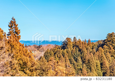 月ヶ瀬梅林　(3月　晴れ) 63231180