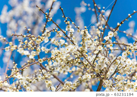 月ヶ瀬梅林　(3月　晴れ) 63231194