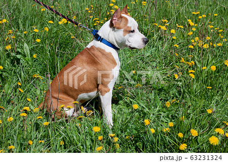 American staffordshire terrier puppy close up. 63231324